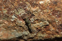 Petrobius brevistylis