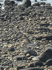 Arenaria interpres