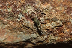 Petrobius brevistylis