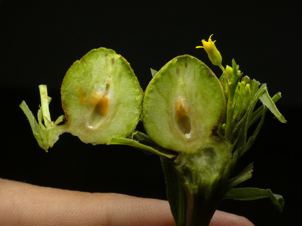 Oligotrophini