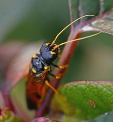 Acantholyda hieroglyphica