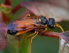 Acantholyda hieroglyphica