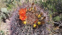 Ferocactus wislizeni