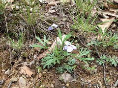Viola pedata