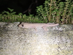Hemidactylus frenatus