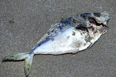 Chloroscombrus chrysurus