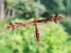Oxyptilus pilosellae