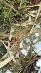 Leptodeira polysticta