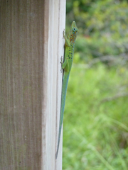 Anolis marmoratus