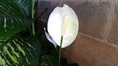 Spathiphyllum wallisii