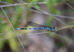 Argia bipunctulata