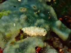 Dermatobranchus phyllodes