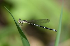 Argia bipunctulata