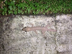 Hemidactylus frenatus