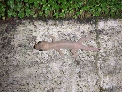 Hemidactylus frenatus