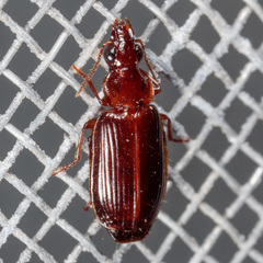 Plochionus timidus