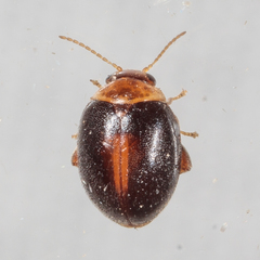 Scirtes orbiculatus