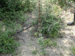 Penstemon murrayanus