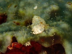Dermatobranchus phyllodes