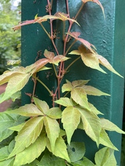 Parthenocissus quinquefolia