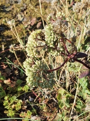 Hylotelephium maximum