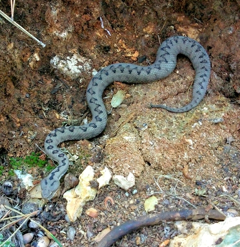 Lataste's Viper