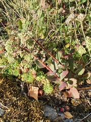 Hylotelephium maximum