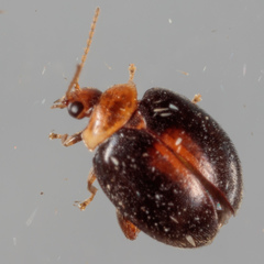 Scirtes orbiculatus