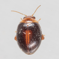 Scirtes orbiculatus