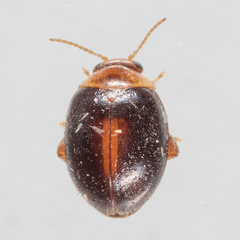 Scirtes orbiculatus