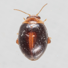 Scirtes orbiculatus