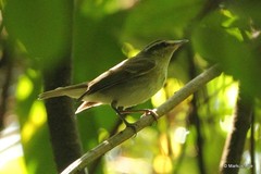 Phylloscopus magnirostris