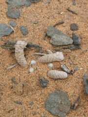 Anacampseros papyracea