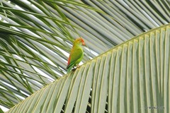 Loriculus beryllinus