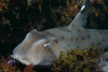 Horn Shark - Photo 
Chad King / SIMoN NOAA, no known copyright restrictions (public domain)