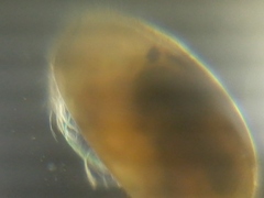Ostracoda