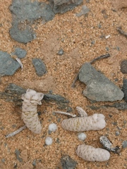 Anacampseros papyracea