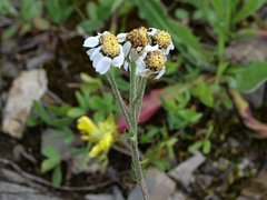 Achillea atrata