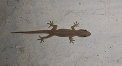 Hemidactylus frenatus