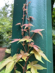 Parthenocissus quinquefolia