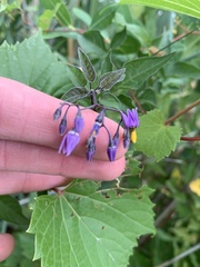 Solanum dulcamara