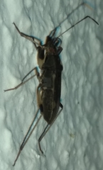 Dieuches armatipes