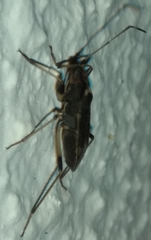 Dieuches armatipes