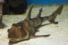 Japanese Bullhead Shark photo 4
