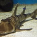 Japanese Bullhead Shark - Photo (c) 
OpenCage Systems, some rights reserved (CC BY-SA)