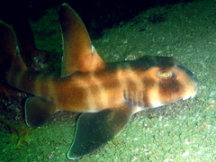 Japanese Bullhead Shark photo 5