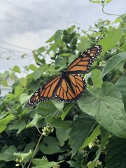 Danaus plexippus
