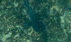 Microspathodon dorsalis