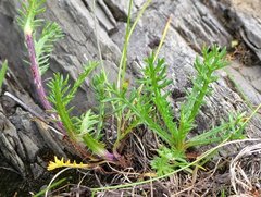Achillea atrata