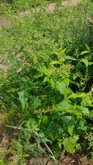 Chenopodiastrum simplex